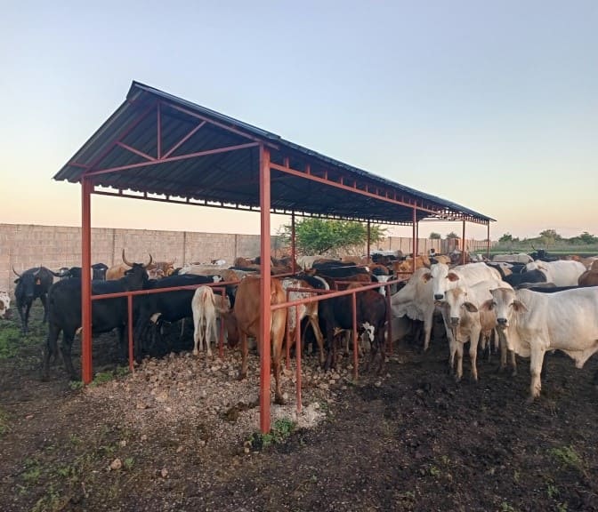Alimentação do rebanho Processado localmente1