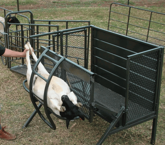 Balança pecuária de Pequeno porte (Banho, pesagem e contenção para tratamento)1