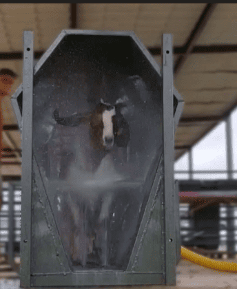 Balança pecuária de Pequeno porte (Banho, pesagem e contenção para tratamento)2