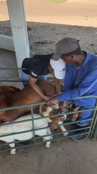 Balança pecuária de Pequeno porte (Banho, pesagem e contenção para tratamento)3