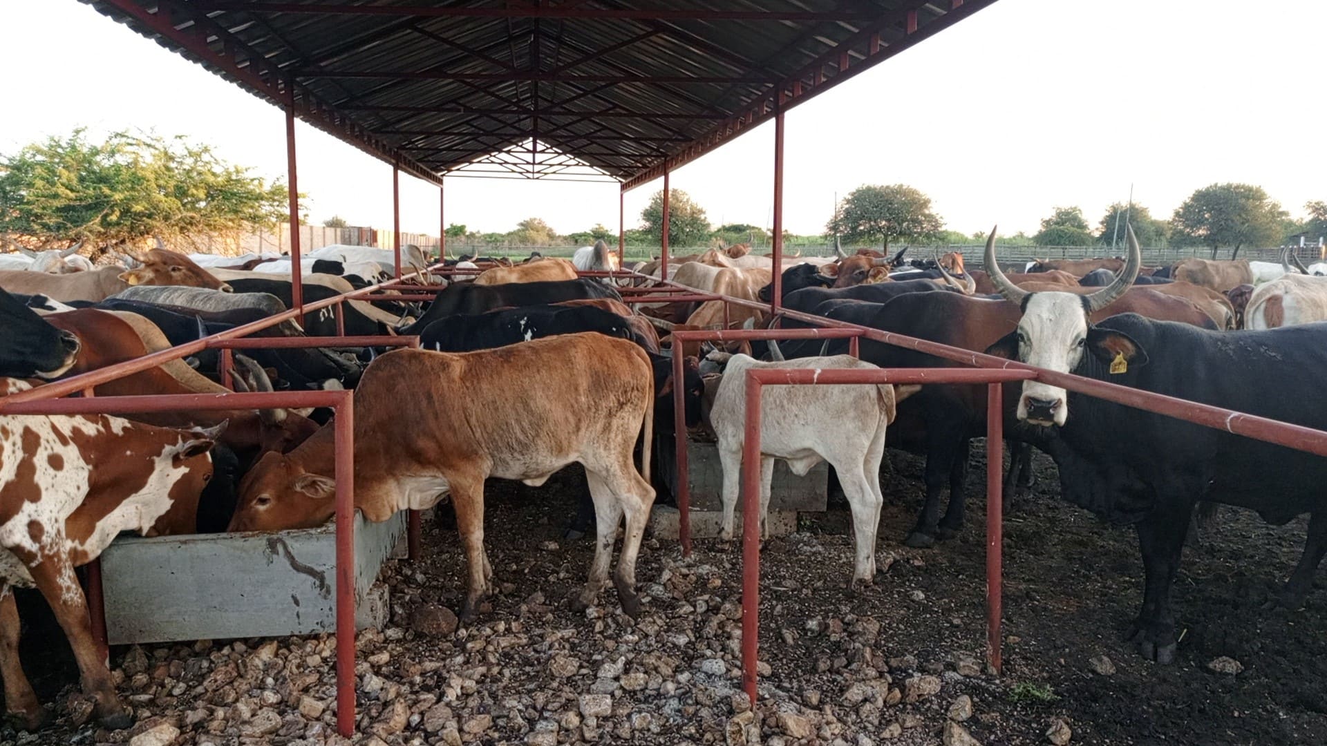 Bebedouros para animais