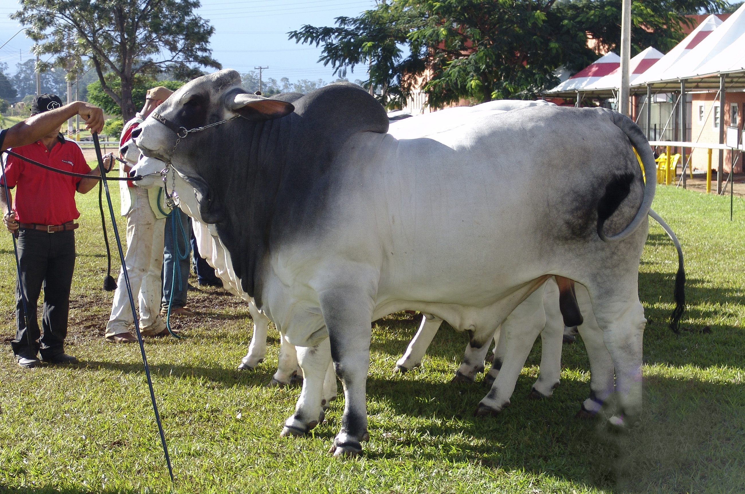 Foto: Jose Reynaldo da Fonseca